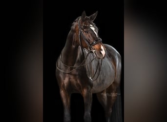 Duits sportpaard, Merrie, 8 Jaar, 164 cm, Donkerbruin