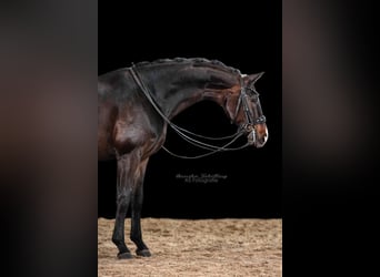 Duits sportpaard, Merrie, 8 Jaar, 164 cm, Donkerbruin