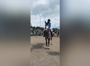 Duits sportpaard, Merrie, 8 Jaar, 164 cm, Schimmel