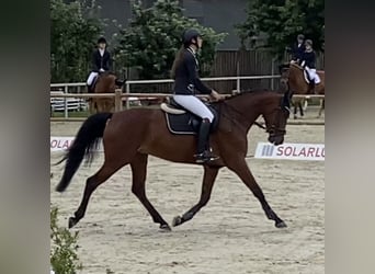 Duits sportpaard, Merrie, 8 Jaar, 165 cm, Brauner