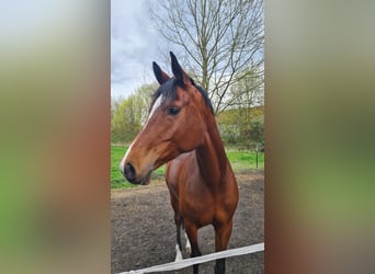 Duits sportpaard, Merrie, 8 Jaar, 165 cm, Bruin