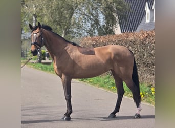 Duits sportpaard, Merrie, 8 Jaar, 165 cm, Bruin