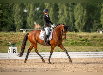 Duits sportpaard, Merrie, 8 Jaar, 166 cm, Bruin