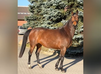 Duits sportpaard, Merrie, 8 Jaar, 166 cm