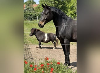 Duits sportpaard, Merrie, 8 Jaar, 166 cm, Zwartbruin
