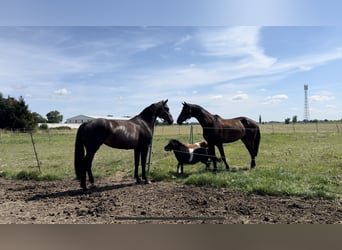 Duits sportpaard, Merrie, 8 Jaar, 166 cm, Zwartbruin