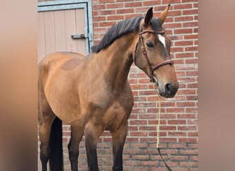 Duits sportpaard, Merrie, 8 Jaar, 167 cm, Bruin