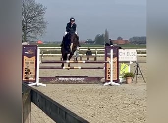 Duits sportpaard, Merrie, 8 Jaar, 167 cm, Donkerbruin