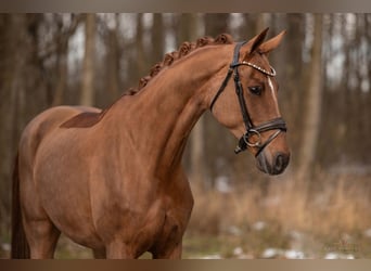 Duits sportpaard, Merrie, 8 Jaar, 167 cm, Donkere-vos