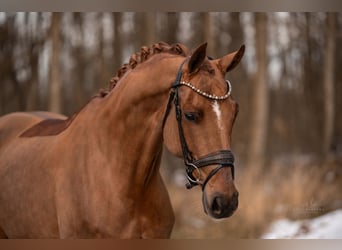 Duits sportpaard, Merrie, 8 Jaar, 167 cm, Donkere-vos