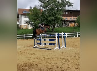 Duits sportpaard, Merrie, 8 Jaar, 168 cm, Brauner