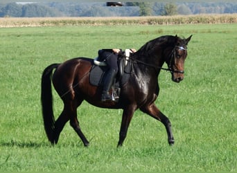 Duits sportpaard, Merrie, 8 Jaar, 168 cm, Bruin