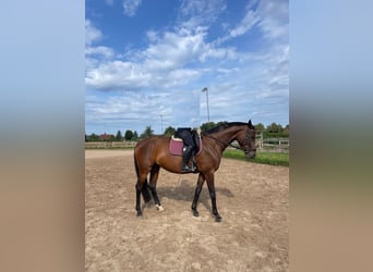 Duits sportpaard, Merrie, 8 Jaar, 168 cm, Bruin