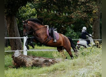 Duits sportpaard, Merrie, 8 Jaar, 168 cm, Bruin