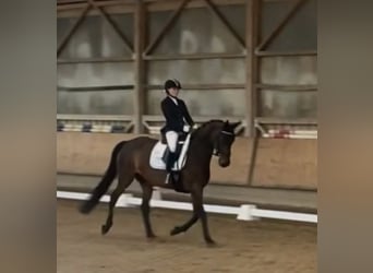 Duits sportpaard, Merrie, 8 Jaar, 168 cm, Donkerbruin