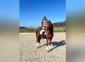 Duits sportpaard, Merrie, 8 Jaar, 168 cm, Donkere-vos