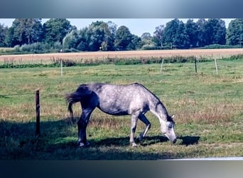 Duits sportpaard, Merrie, 8 Jaar, 168 cm, Schimmel