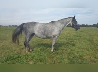 Duits sportpaard, Merrie, 8 Jaar, 168 cm, Schimmel