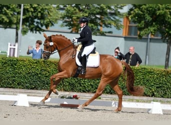 Duits sportpaard, Merrie, 8 Jaar, 168 cm, Vos