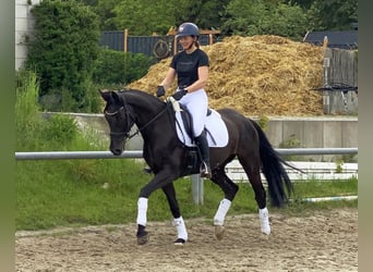 Duits sportpaard, Merrie, 8 Jaar, 168 cm, Zwart
