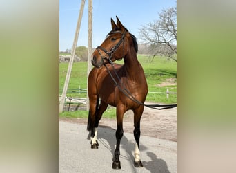 Duits sportpaard, Merrie, 8 Jaar, 169 cm, Brauner