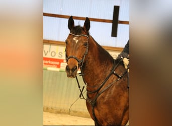 Duits sportpaard, Merrie, 8 Jaar, 169 cm, Bruin