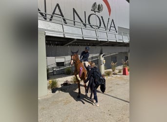 Duits sportpaard, Merrie, 8 Jaar, 169 cm, Vos