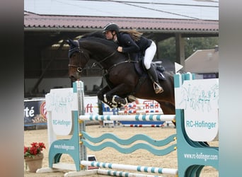 Duits sportpaard, Merrie, 8 Jaar, 169 cm, Zwartbruin