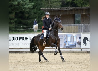 Duits sportpaard, Merrie, 8 Jaar, 169 cm, Zwartbruin