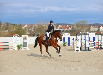 Duits sportpaard, Merrie, 8 Jaar, 170 cm, Lichtbruin