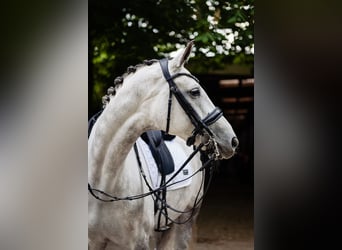 Duits sportpaard, Merrie, 8 Jaar, 170 cm, Schimmel