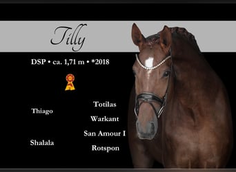 Duits sportpaard, Merrie, 8 Jaar, 171 cm, Donkere-vos