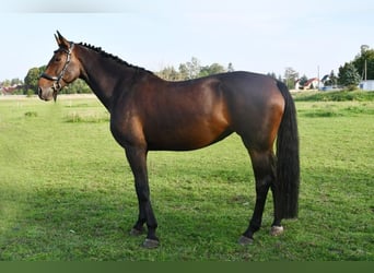 Duits sportpaard, Merrie, 8 Jaar, 172 cm, Brauner