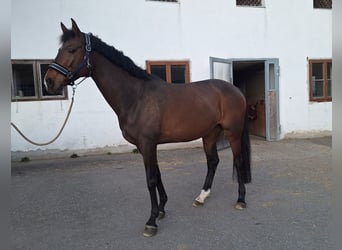 Duits sportpaard, Merrie, 8 Jaar, 172 cm, Bruin