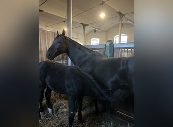 Duits sportpaard, Merrie, 8 Jaar, 172 cm, Zwart