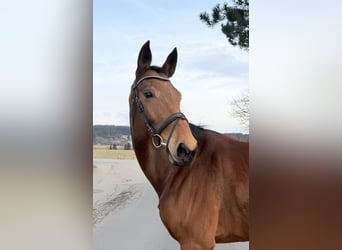 Duits sportpaard, Merrie, 8 Jaar, 173 cm, Bruin