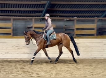 Duits sportpaard, Merrie, 8 Jaar, 173 cm, Bruin