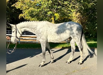 Duits sportpaard, Merrie, 8 Jaar, 174 cm, Schimmel
