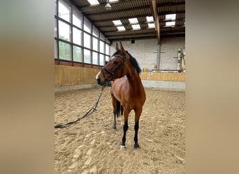 Duits sportpaard, Merrie, 8 Jaar, 175 cm, Brauner