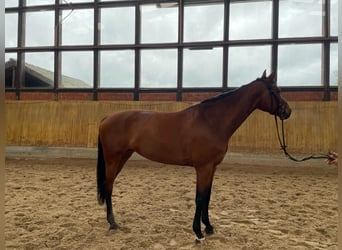 Duits sportpaard, Merrie, 8 Jaar, 175 cm, Brauner