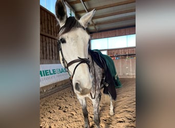 Duits sportpaard, Merrie, 8 Jaar, 175 cm, Schimmel