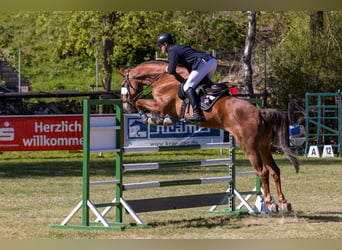 Duits sportpaard, Merrie, 8 Jaar, 176 cm, Vos