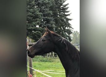 Duits sportpaard, Merrie, 8 Jaar, Zwartbruin