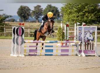 Duits sportpaard, Merrie, 9 Jaar, 160 cm, Bruin