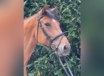 Duits sportpaard, Merrie, 9 Jaar, 164 cm, Bruin