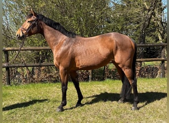 Duits sportpaard, Merrie, 9 Jaar, 164 cm, Bruin
