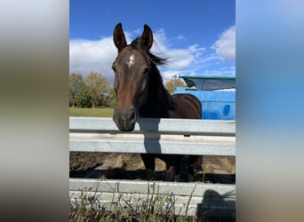 Duits sportpaard, Merrie, 9 Jaar, 165 cm, Donkerbruin