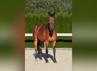 Duits sportpaard, Merrie, 9 Jaar, 166 cm, Bruin