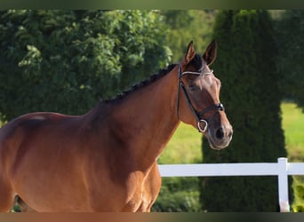 Duits sportpaard, Merrie, 9 Jaar, 166 cm, Bruin