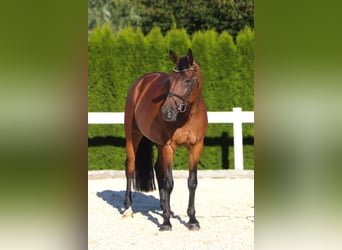 Duits sportpaard, Merrie, 9 Jaar, 166 cm, Bruin